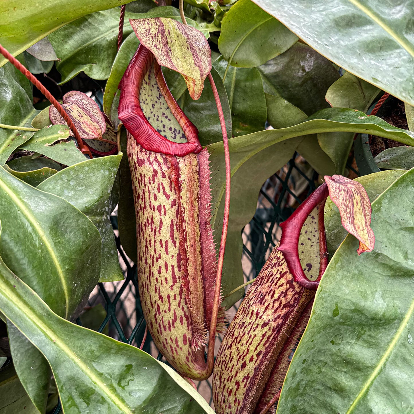 Nepenthes 'Miranda' – Giant Tropical Pitcher Plant - Limited Release for Pickup Now