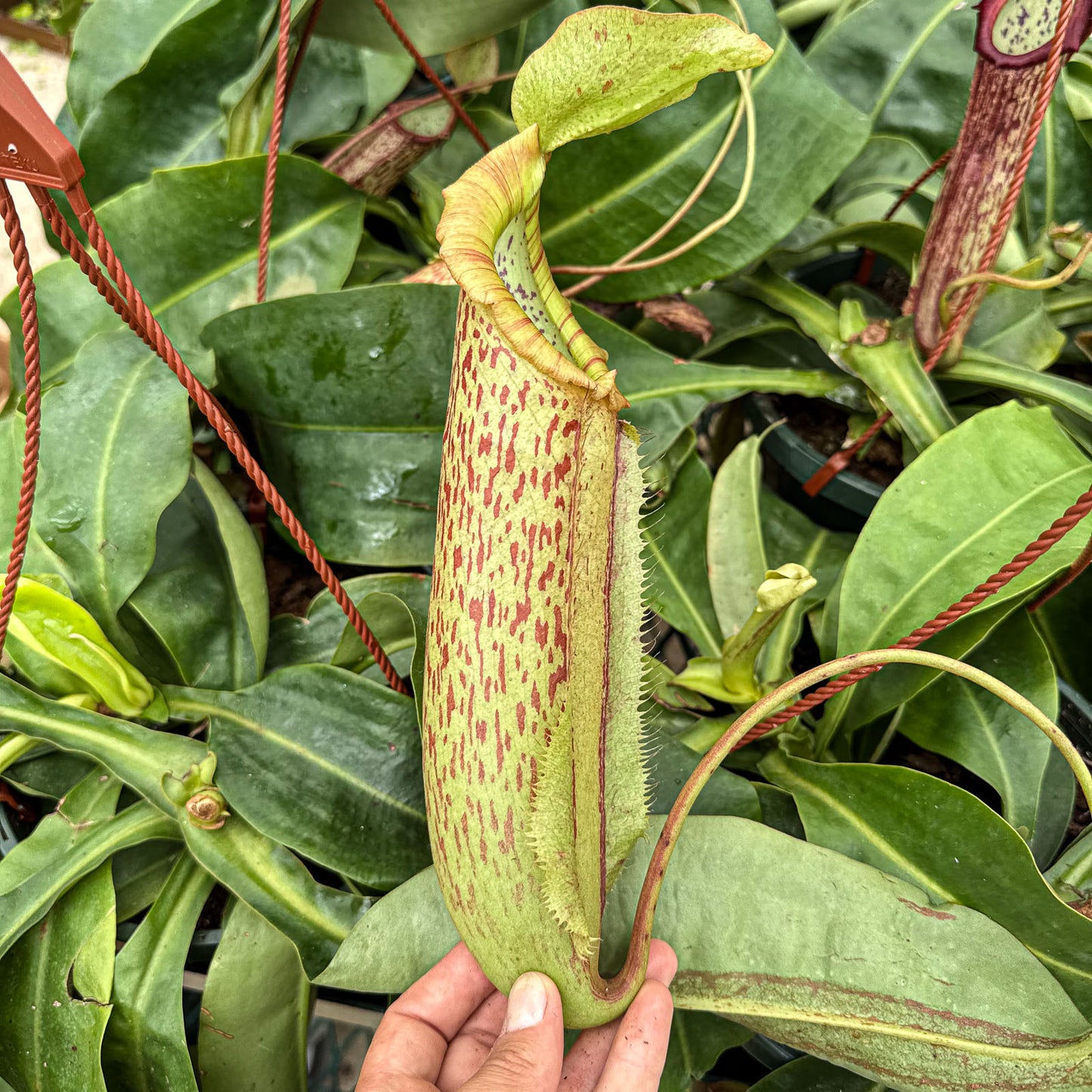 Nepenthes 'Miranda' – Giant Tropical Pitcher Plant - Limited Release for Pickup Now