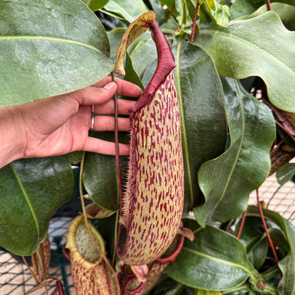 Nepenthes 'Miranda' – Giant Tropical Pitcher Plant - Limited Release for Pickup Now