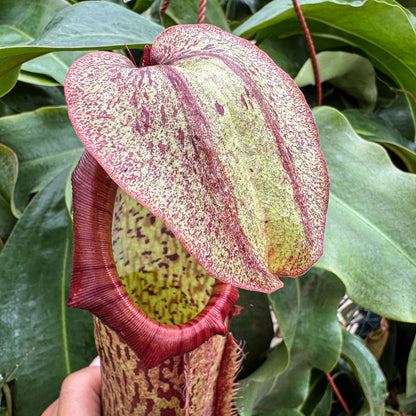 Nepenthes 'Miranda' – Giant Tropical Pitcher Plant - Limited Release for Pickup Now