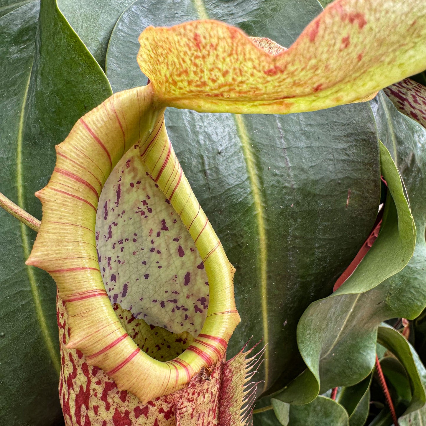 Nepenthes 'Miranda' – Giant Tropical Pitcher Plant - Limited Release for Pickup Now