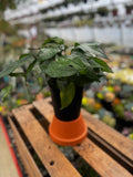 5.39" Baltic Blue Pothos | Epipremnum Pinnatum 'Baltic Blue'