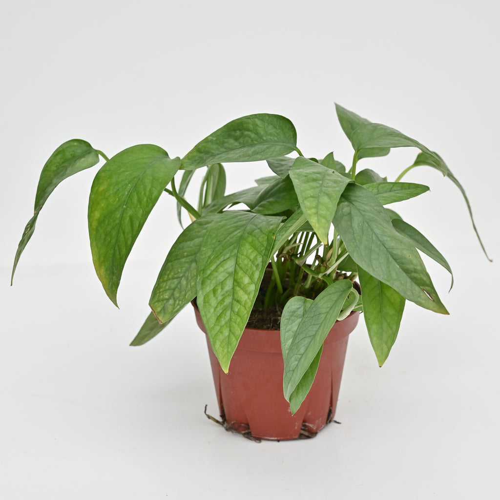 Cebu Blue Pothos | Epipremnum pinnatum 'Cebu Blue'