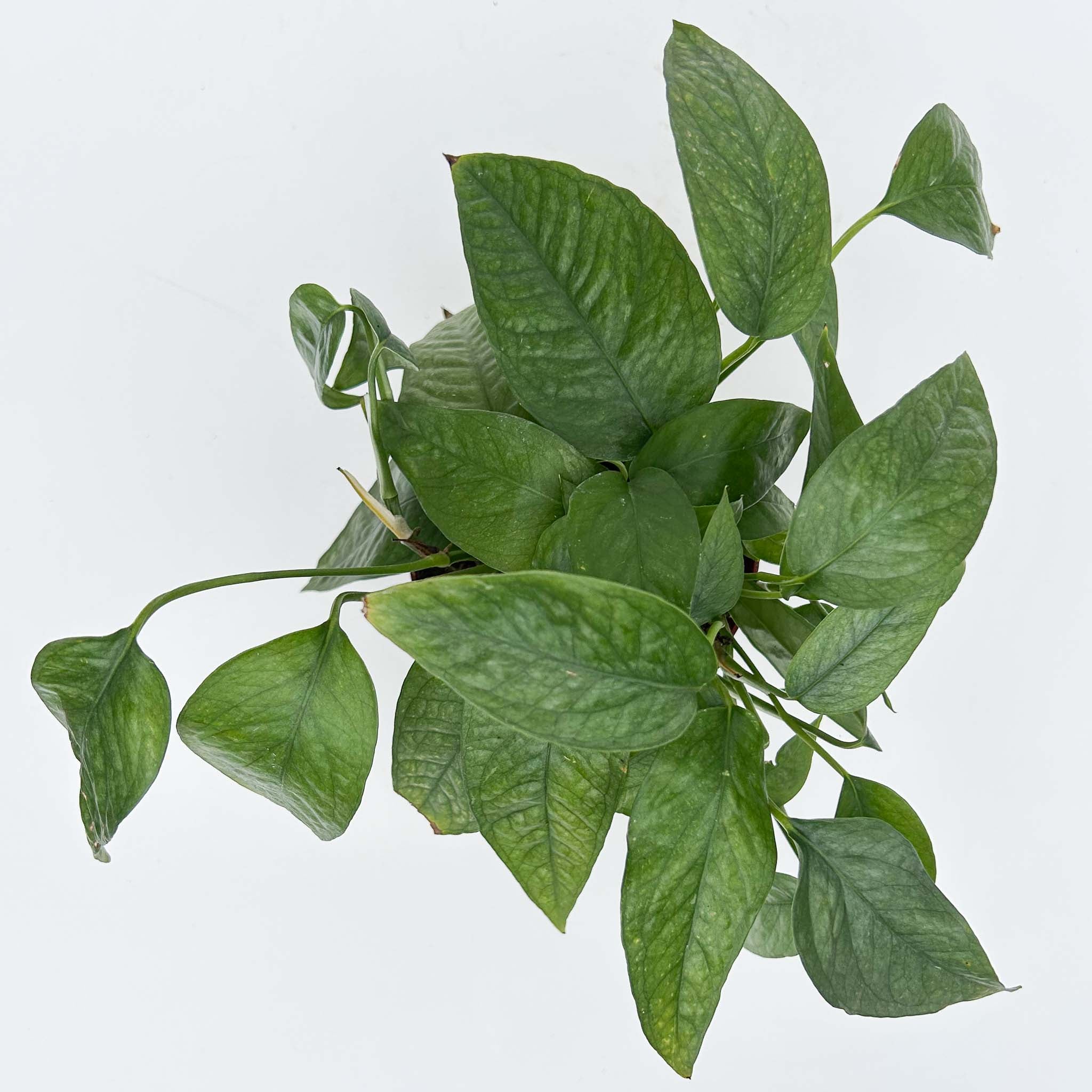 Cebu Blue Pothos | Epipremnum pinnatum 'Cebu Blue' – The Groovy