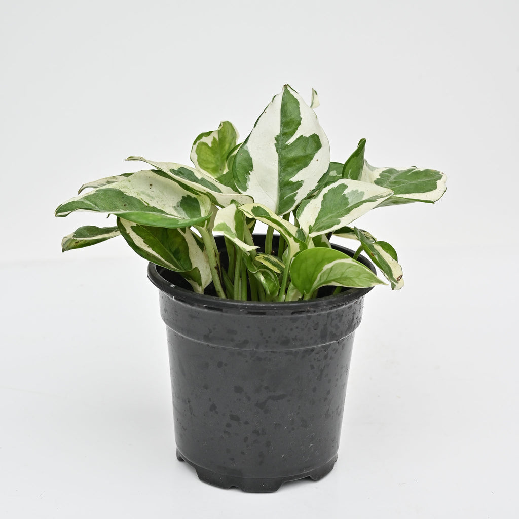 N'joy Pothos | Epipremnum aureum 'N'joy'
