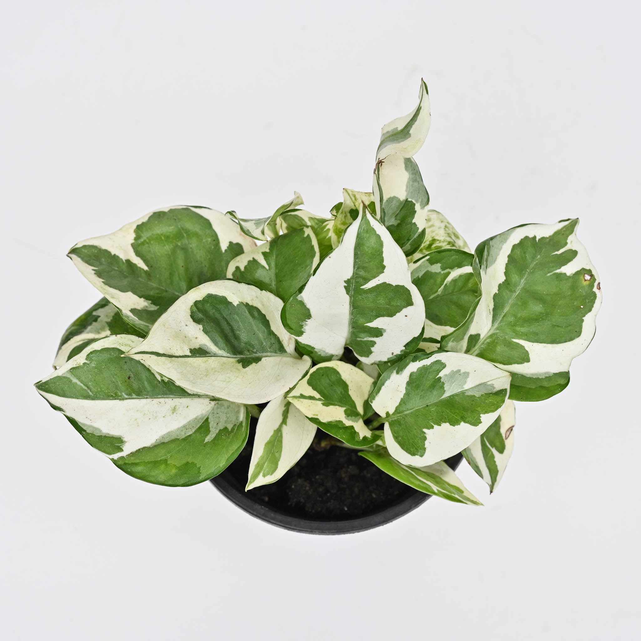 N'joy Pothos | Epipremnum aureum 'N'joy'