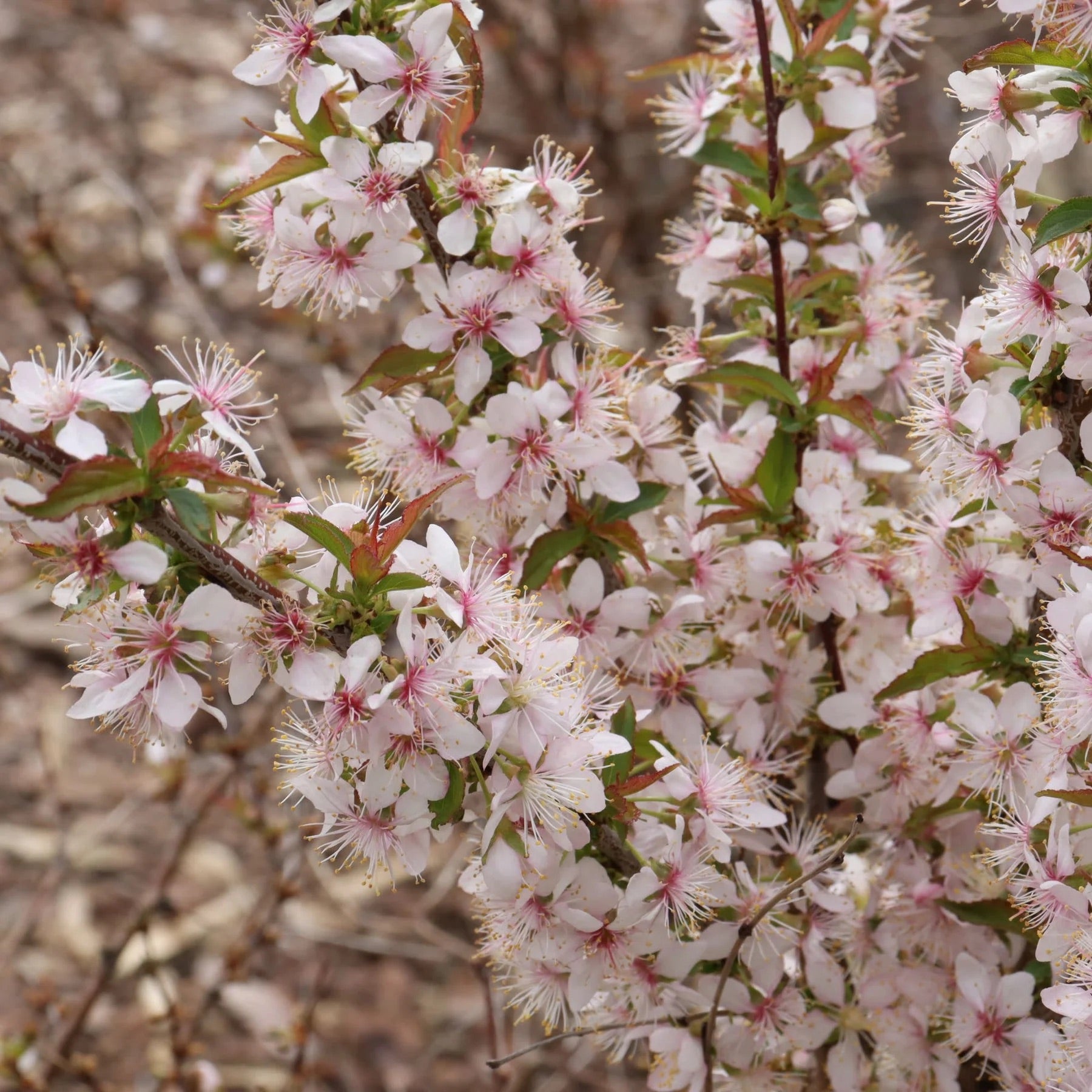 Easy as Pie® Bush Cherry