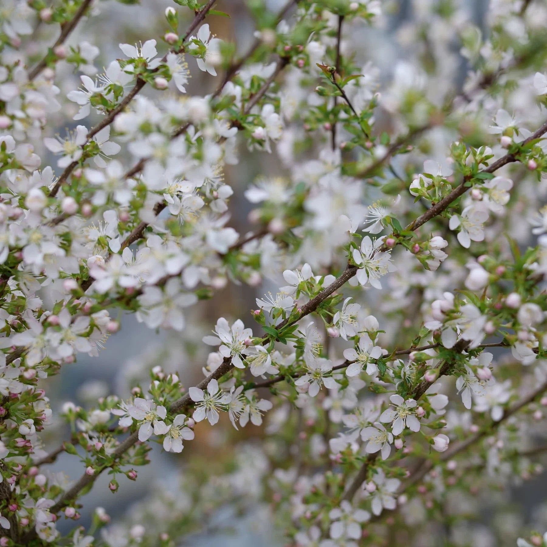Easy as Pie® Bush Cherry