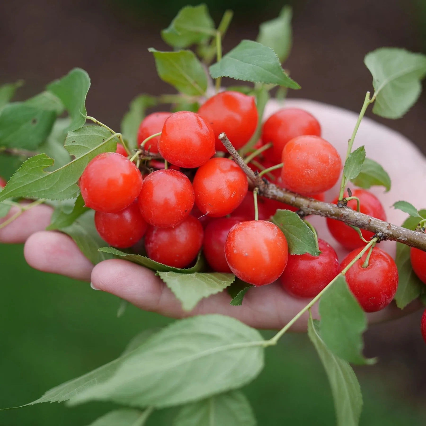Easy as Pie® Bush Cherry