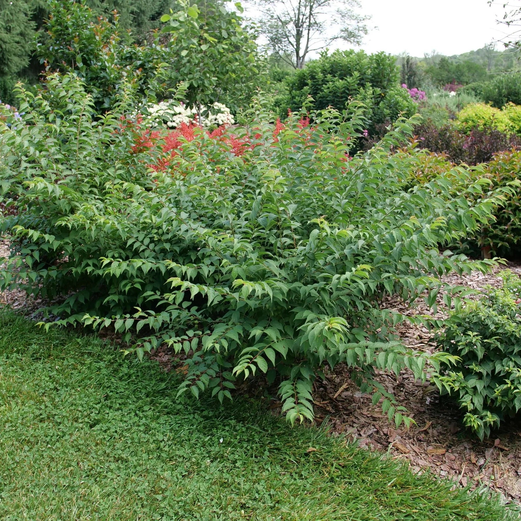 Easy as Pie® Bush Cherry