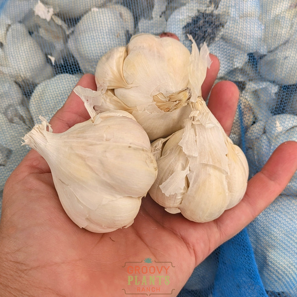 Garlic | Mennonite Hardneck - Pickup October 16th - 19th