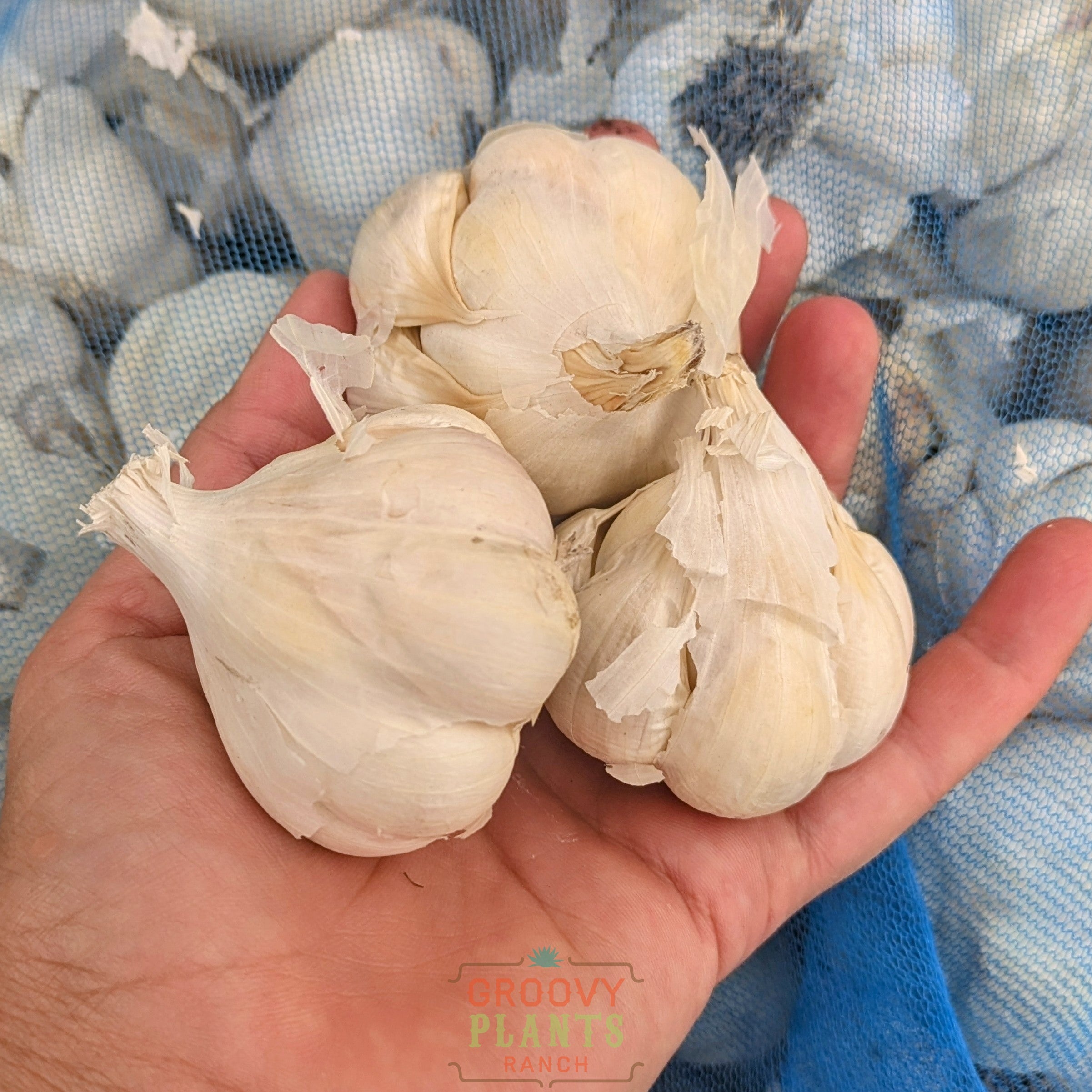 Garlic | Mennonite Hardneck - Pickup October 16th - 19th