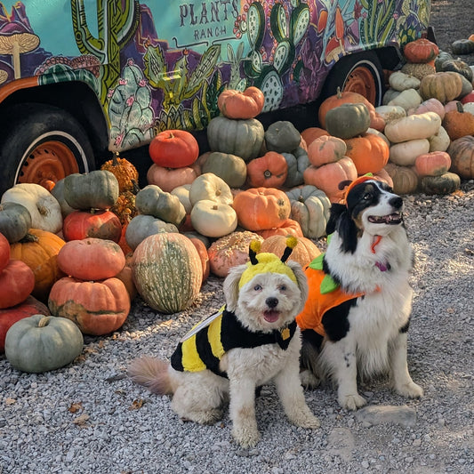 Howl-O-Ween Deposit