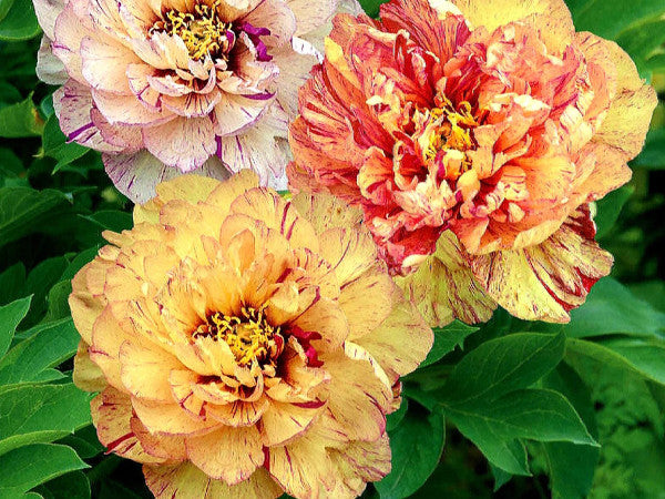 Preorder Itoh Peony 'Lollipop' | MARCH PICKUP ONLY!