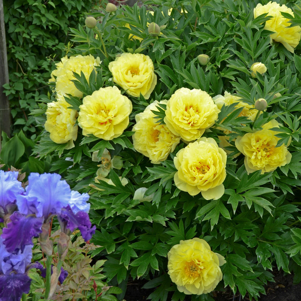 Itoh Peony 'Bartzella'