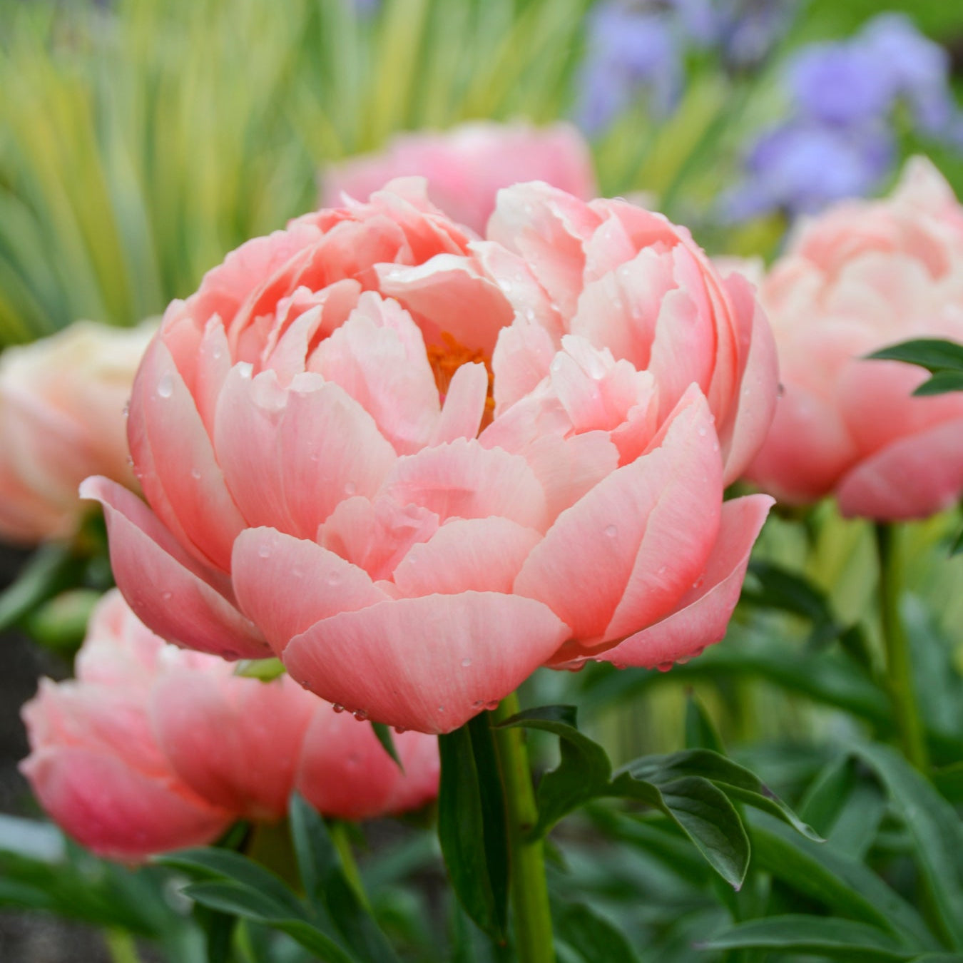 Preorder Peony 'Coral Charm' | MARCH PICKUP ONLY!