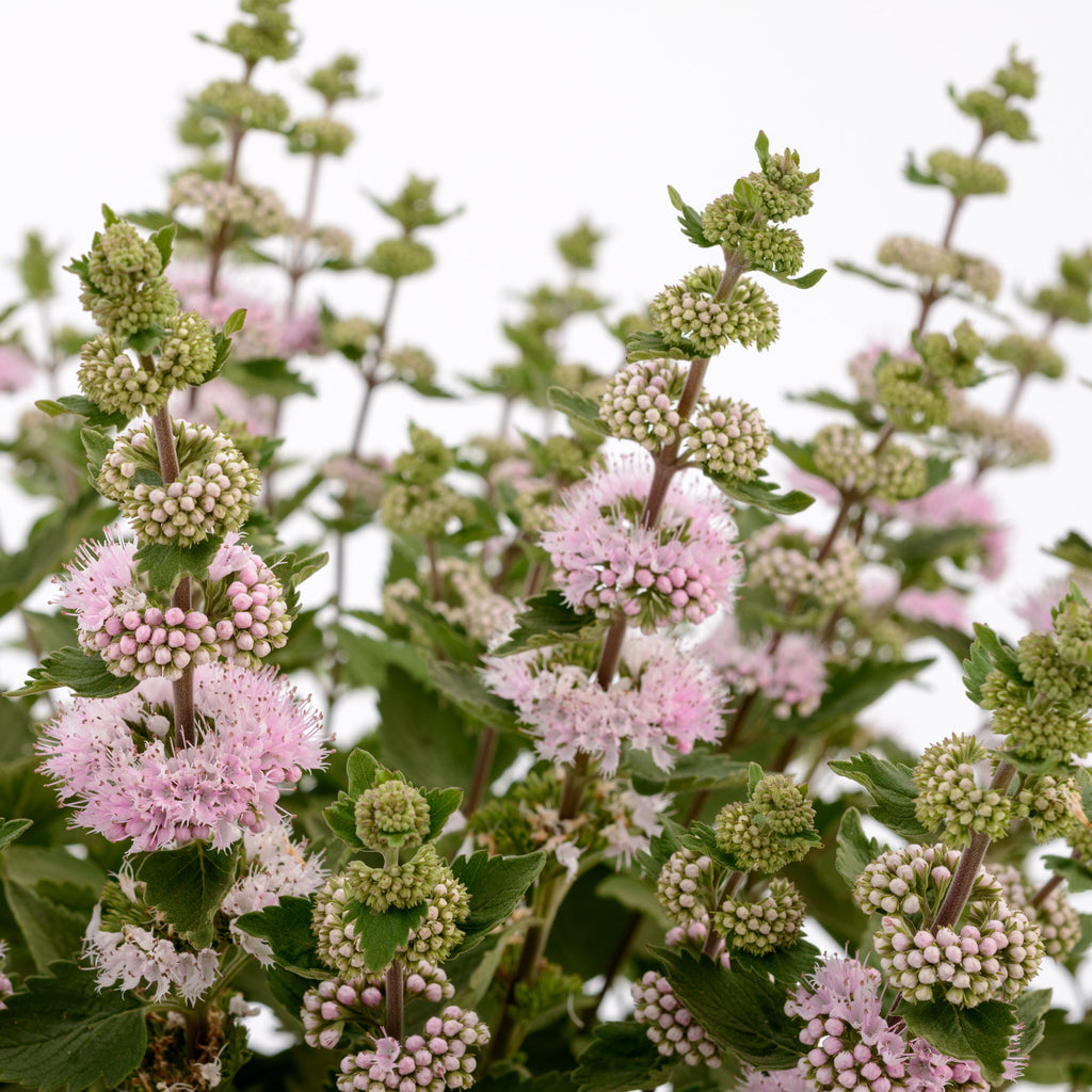 Caryopteris Pavillion™ Pink