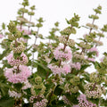 Caryopteris Pavillion™ Pink