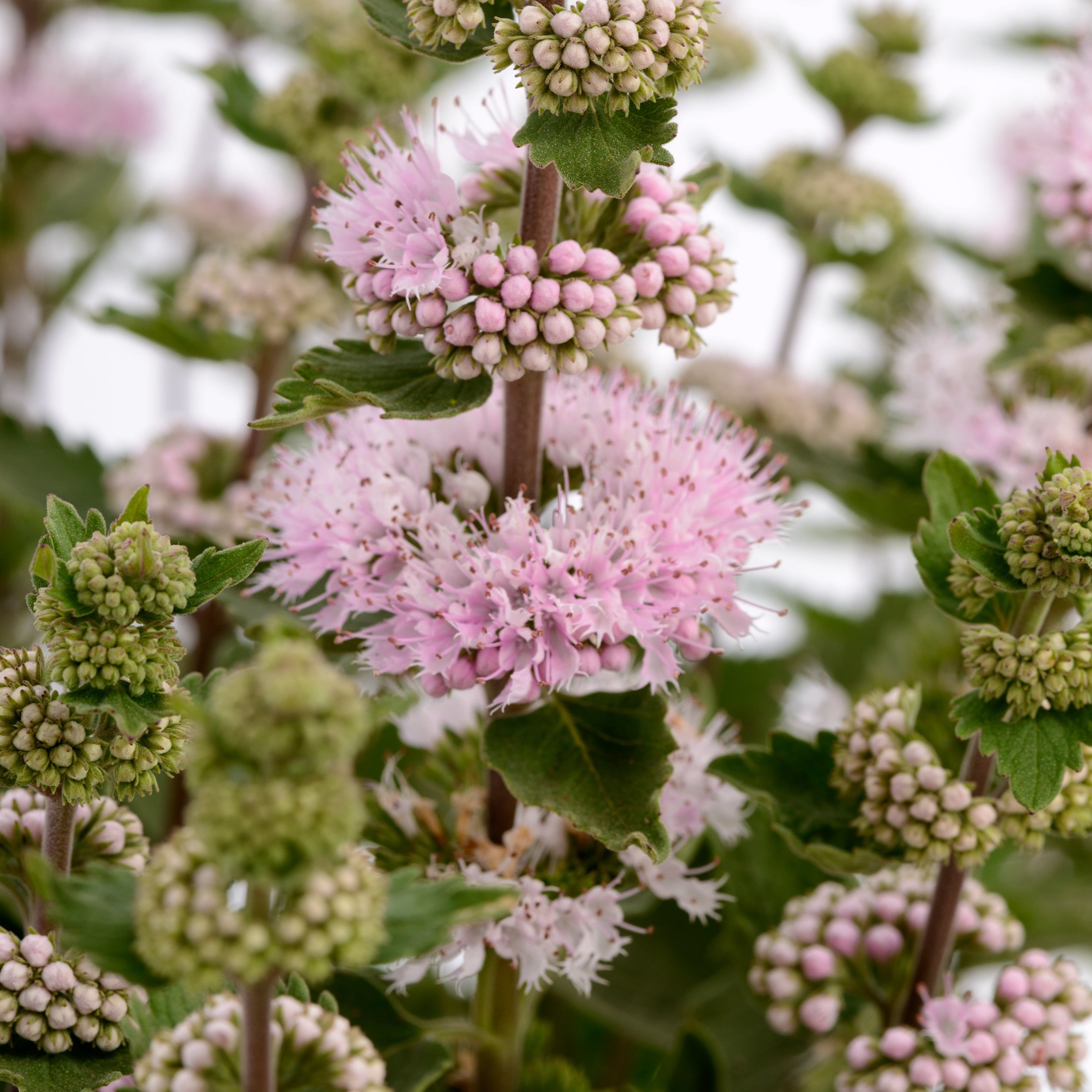 Caryopteris Pavillion™ Pink