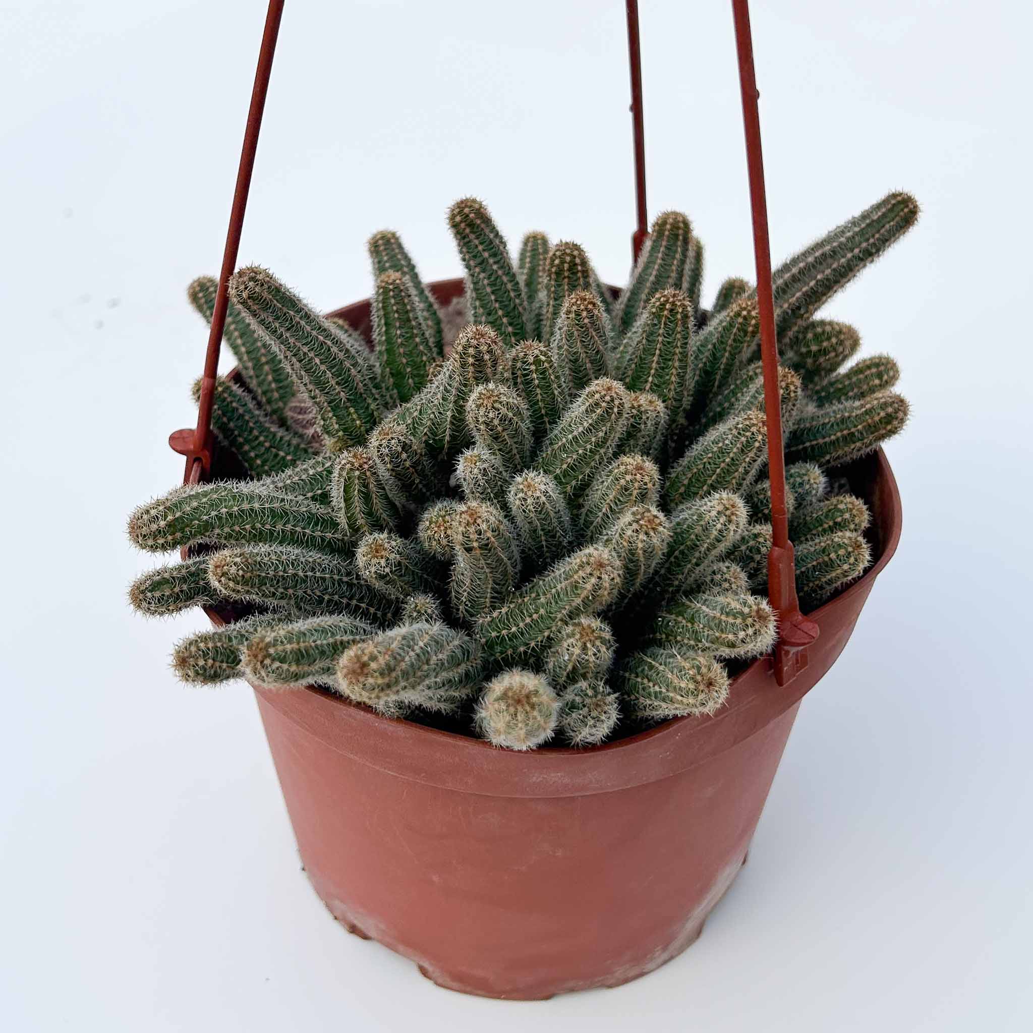 Peanut Cactus | Echinopsis chamaecereus HB