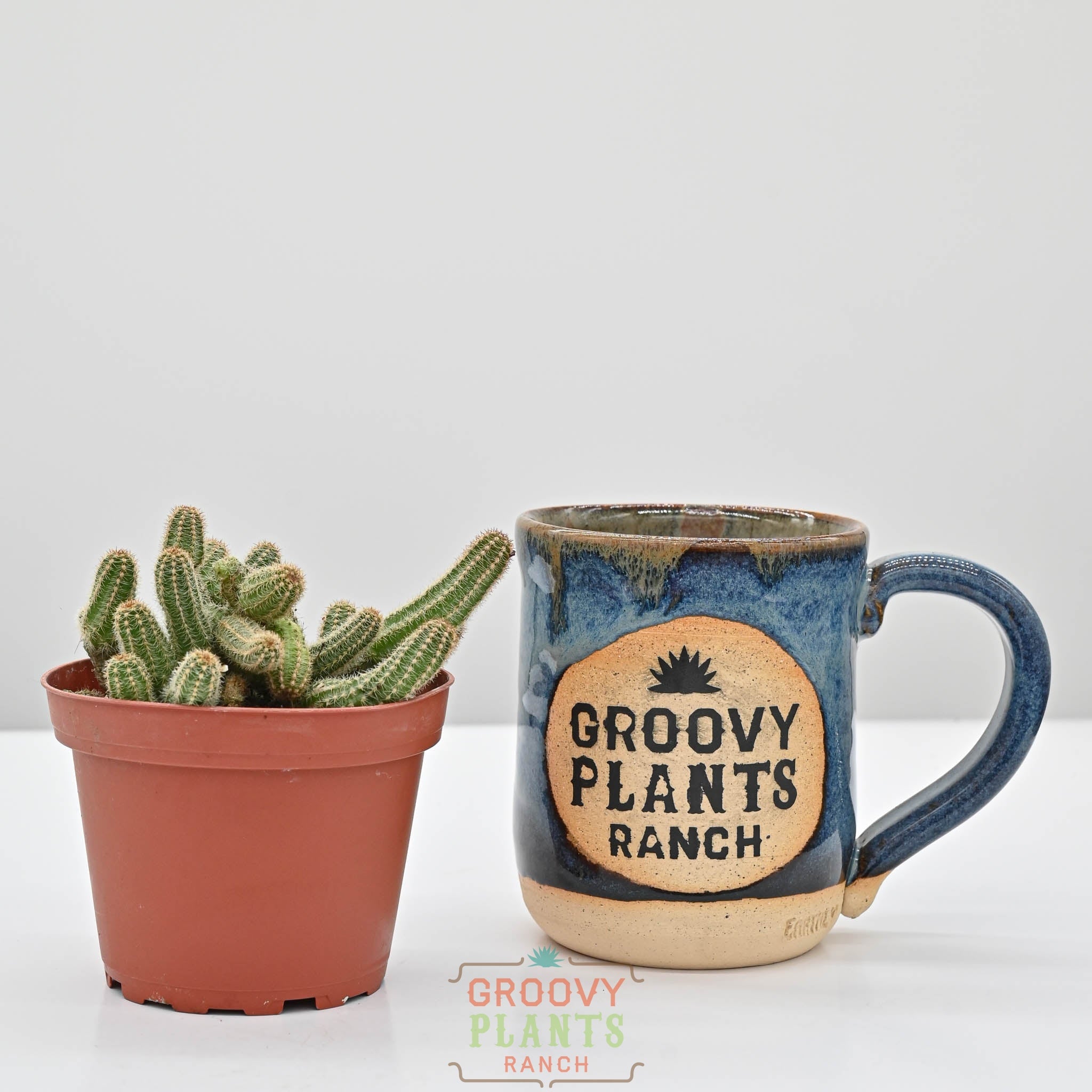 Peanut Cactus | Echinopsis chamaecereus