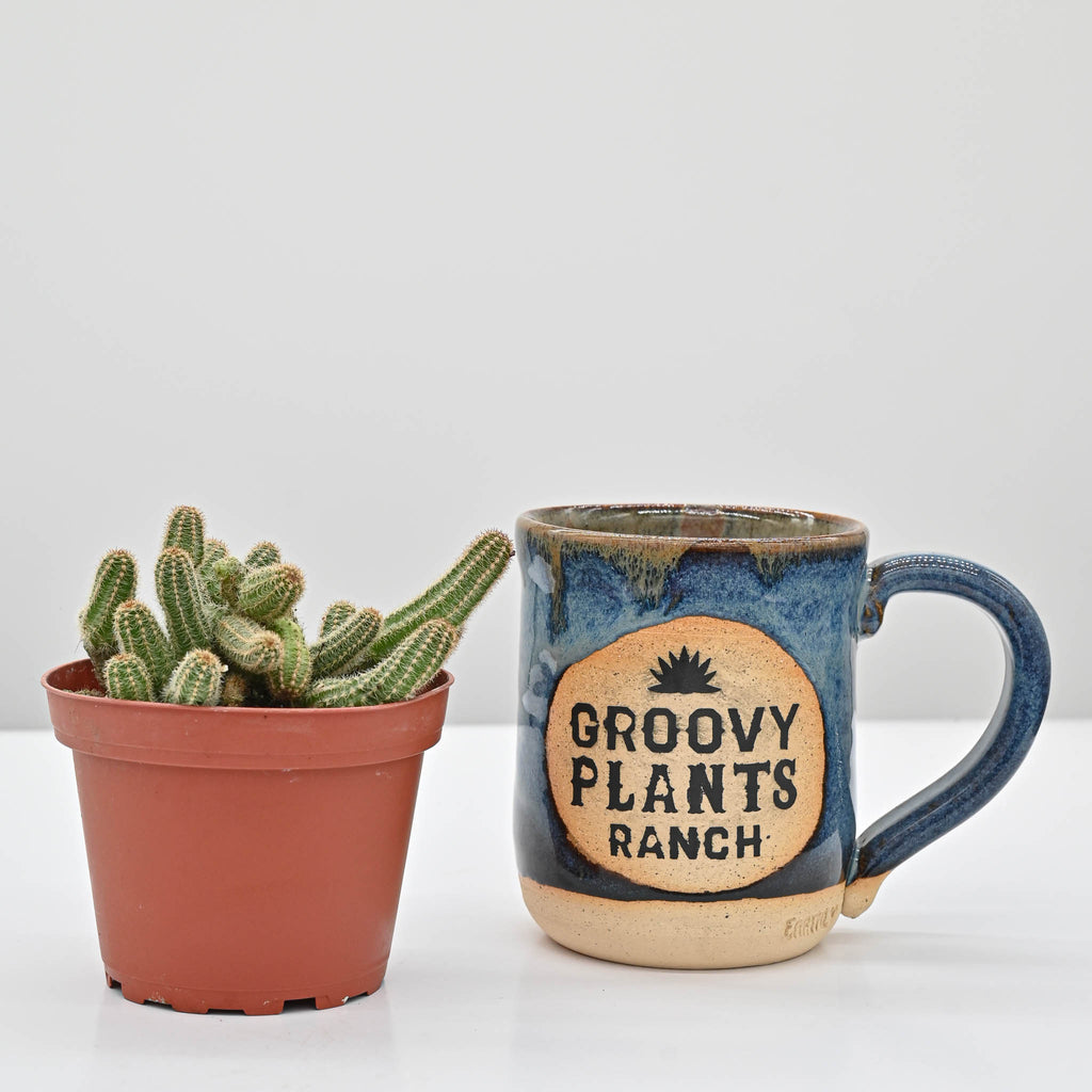 Peanut Cactus | Echinopsis chamaecereus