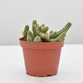 Peanut Cactus | Echinopsis chamaecereus