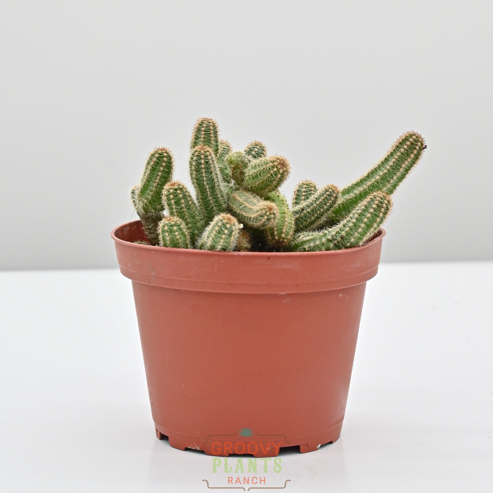 Peanut Cactus | Echinopsis chamaecereus
