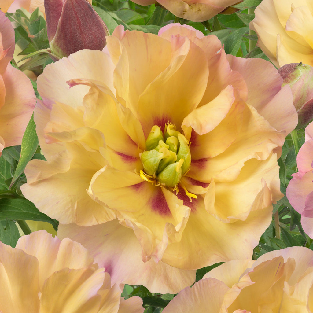 Itoh Peony 'Canary Brilliants'