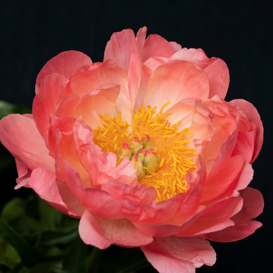 Preorder Peony 'Coral Sunset' | MARCH PICKUP ONLY!