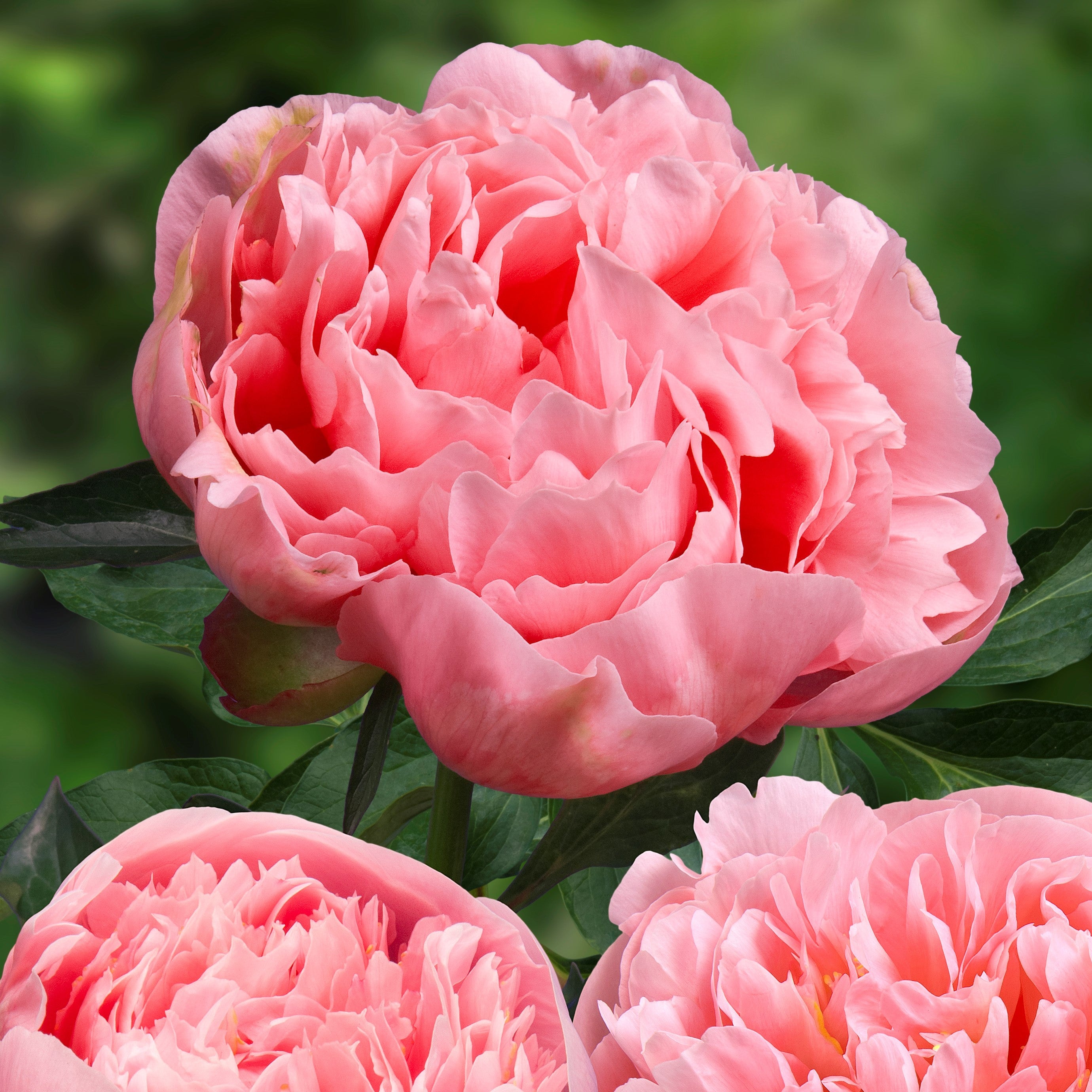 2026 Peony Preorders – The Groovy Plants Ranch LLC