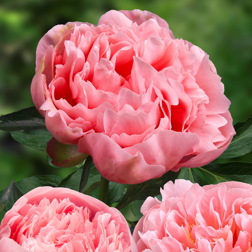 Peony 'Etched Salmon'