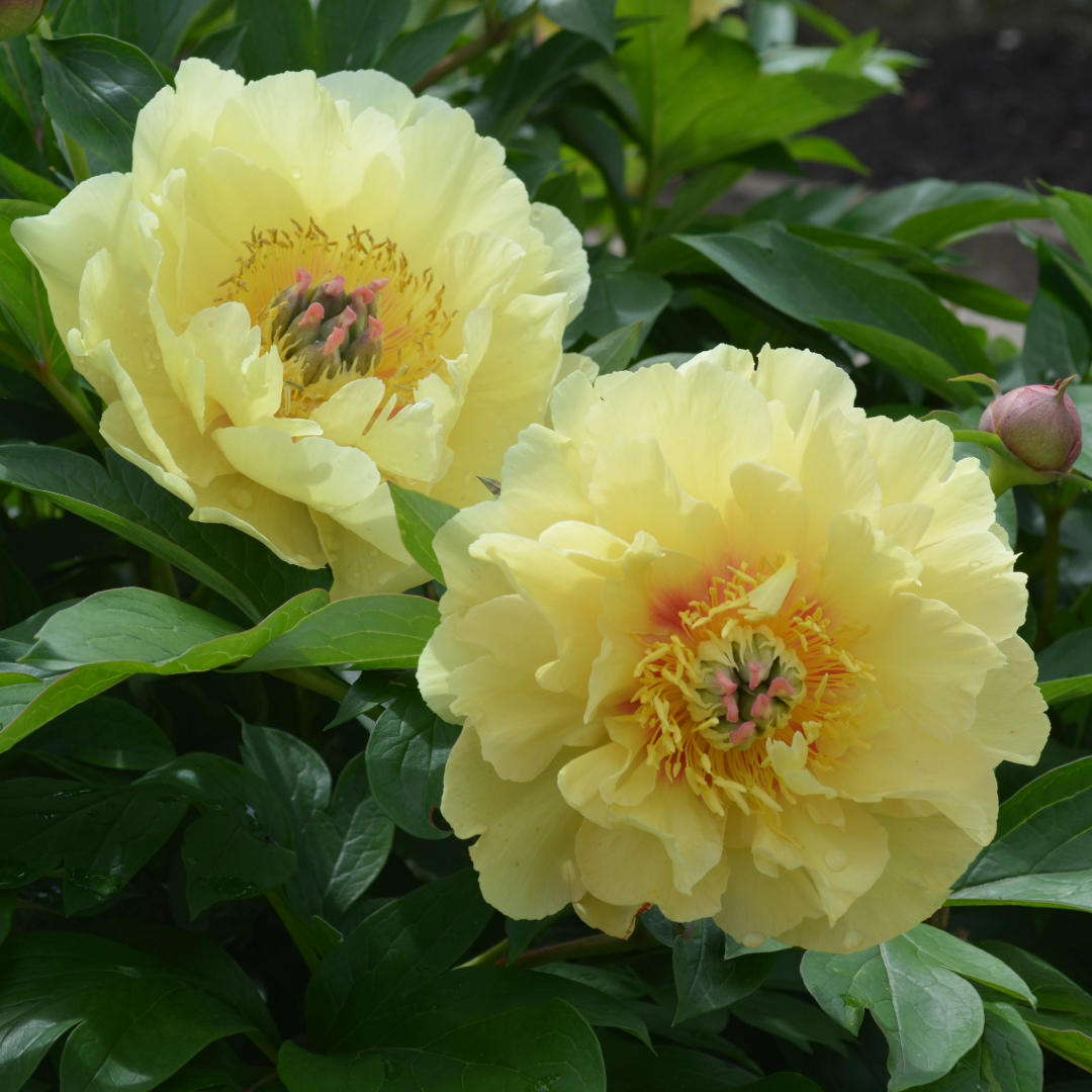 Preorder Itoh Peony 'Garden Treasure' | MARCH PICKUP ONLY!