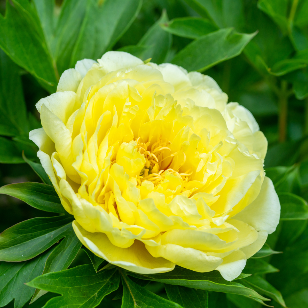 Preorder Itoh Peony 'Garden Treasure' | MARCH PICKUP ONLY!
