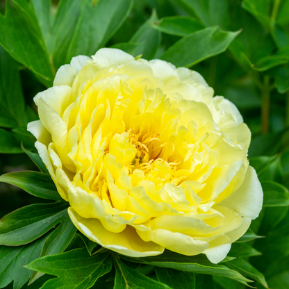 Preorder Itoh Peony 'Garden Treasure' | MARCH PICKUP ONLY!