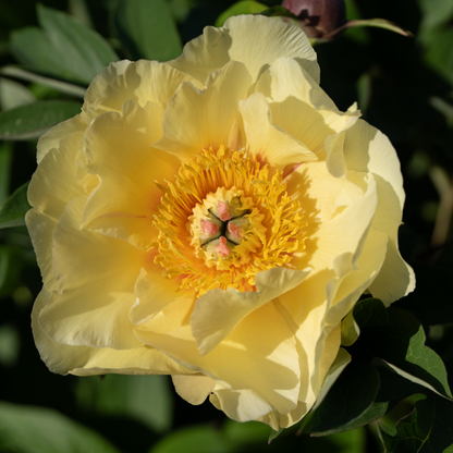 Preorder Itoh Peony 'Garden Treasure' | MARCH PICKUP ONLY!