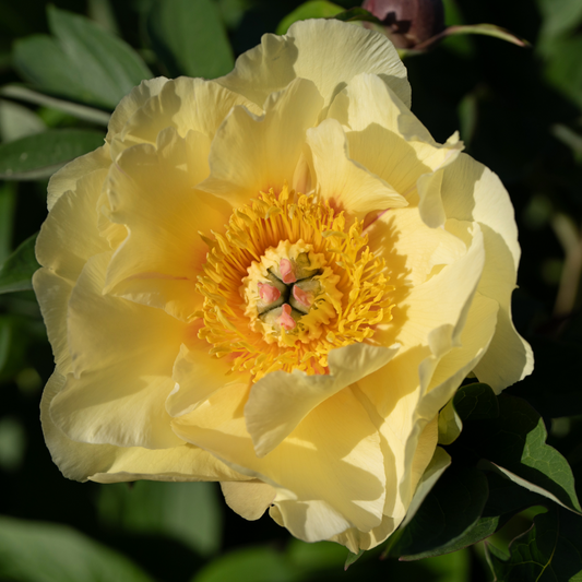 Preorder Itoh Peony 'Garden Treasure' | MARCH PICKUP ONLY!
