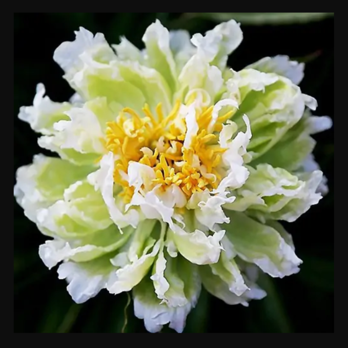 Preorder Peony 'Green Lotus' | MARCH PICKUP ONLY!