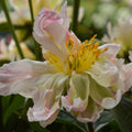 Peony 'Green Lotus'
