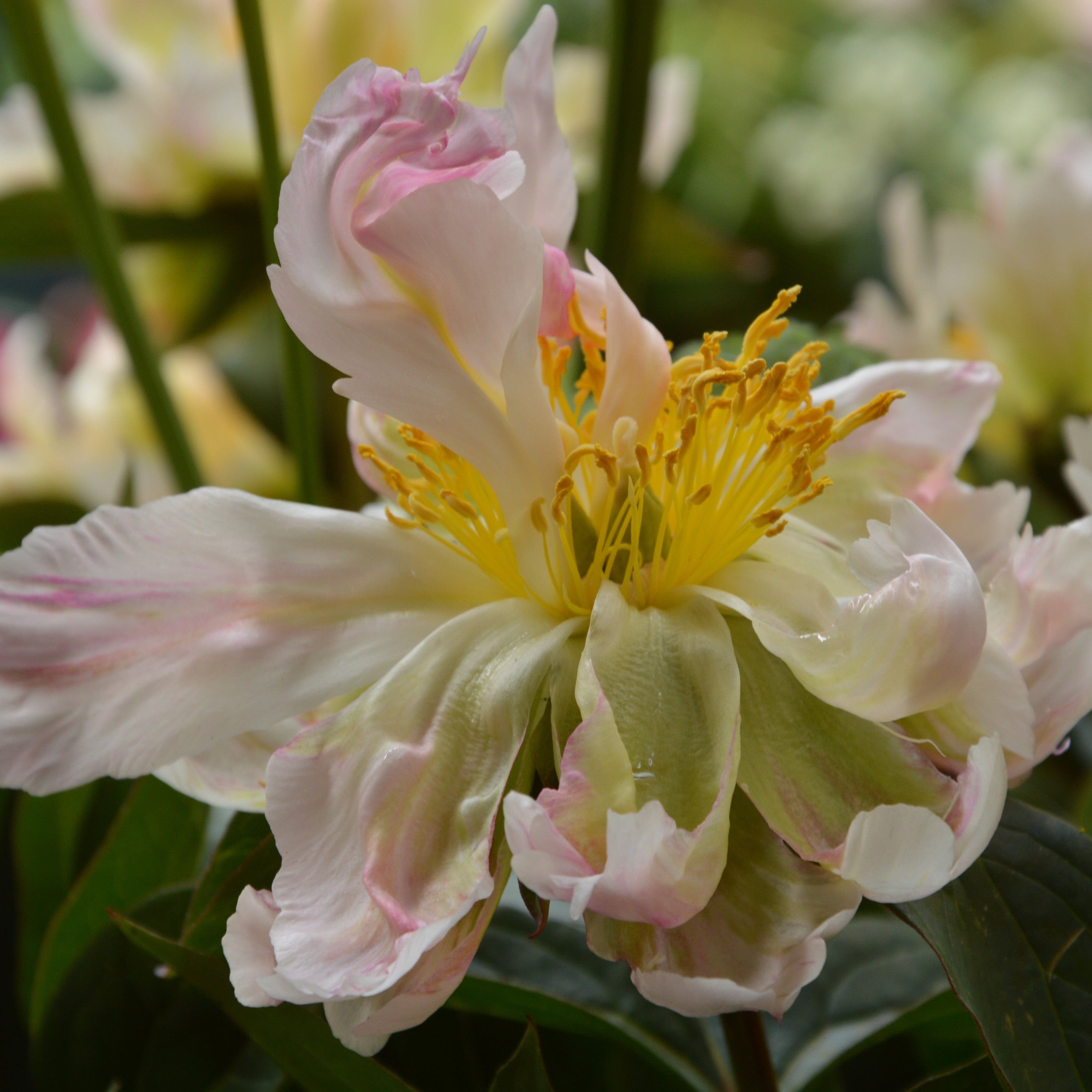 Peony 'Green Lotus'
