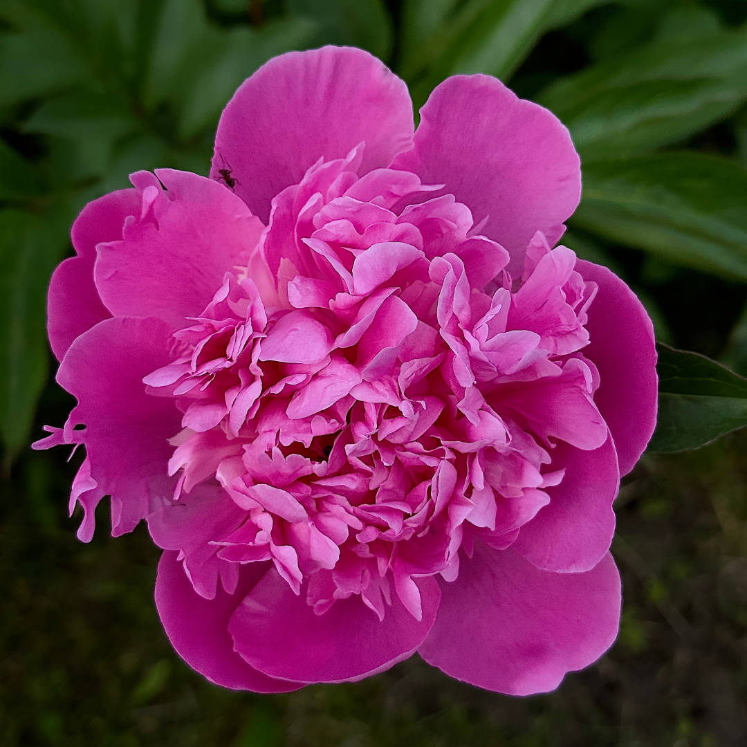 Preorder Peony 'Joker' | MARCH PICKUP ONLY!