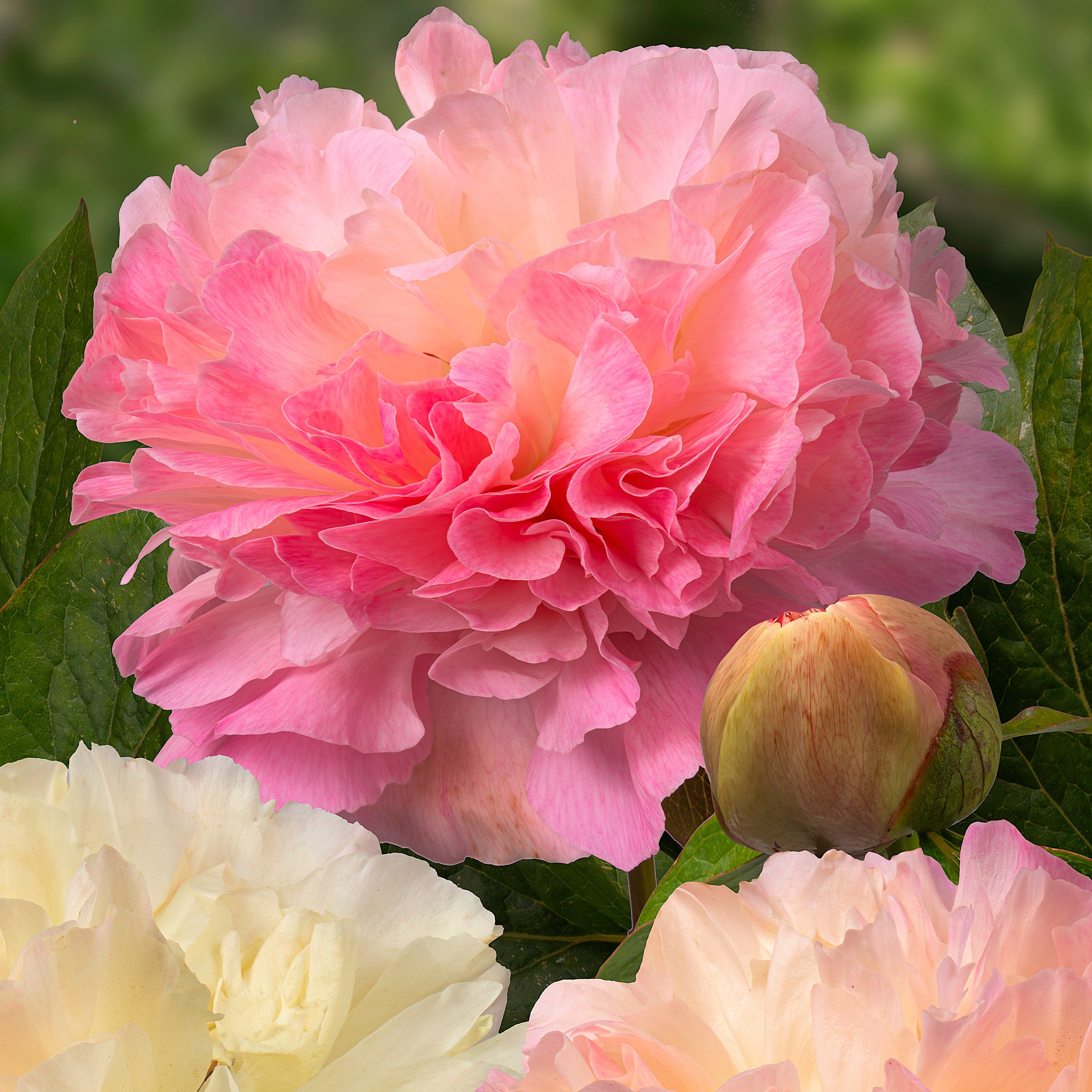 Peony 'Lois Choice'