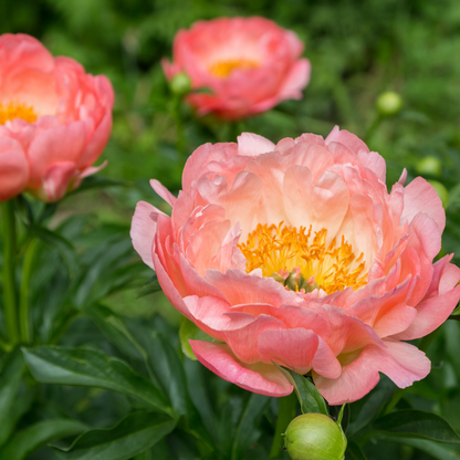 Preorder Peony 'Pink Hawaiian Coral' | MARCH PICKUP ONLY!