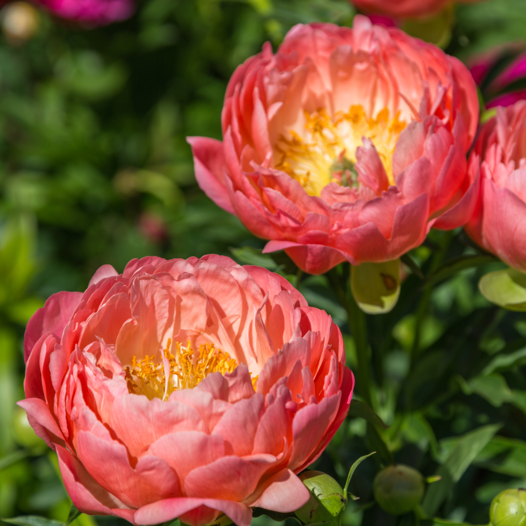 Preorder Peony 'Pink Hawaiian Coral' | MARCH PICKUP ONLY!