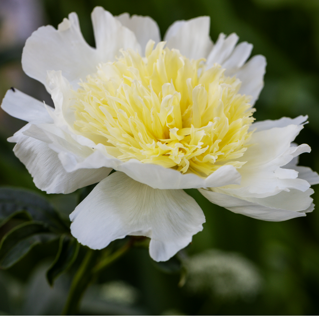 Preorder Peony 'Honey Gold' | MARCH PICKUP ONLY!