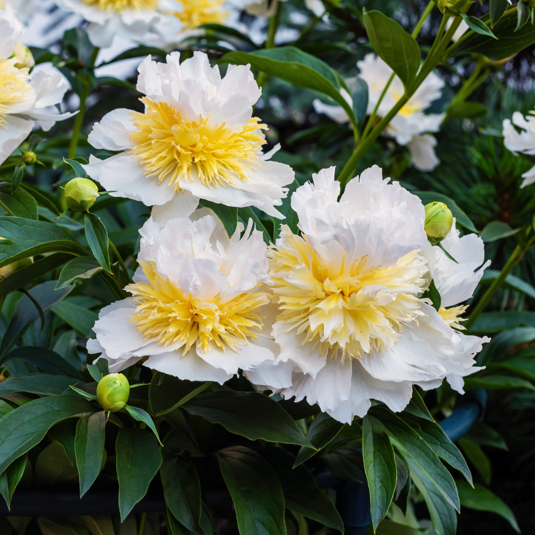 Preorder Peony 'Honey Gold' | MARCH PICKUP ONLY!