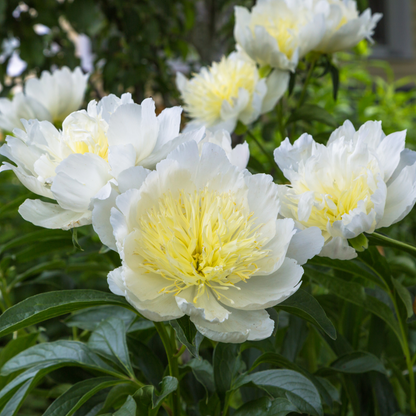 Preorder Peony 'Honey Gold' | MARCH PICKUP ONLY!