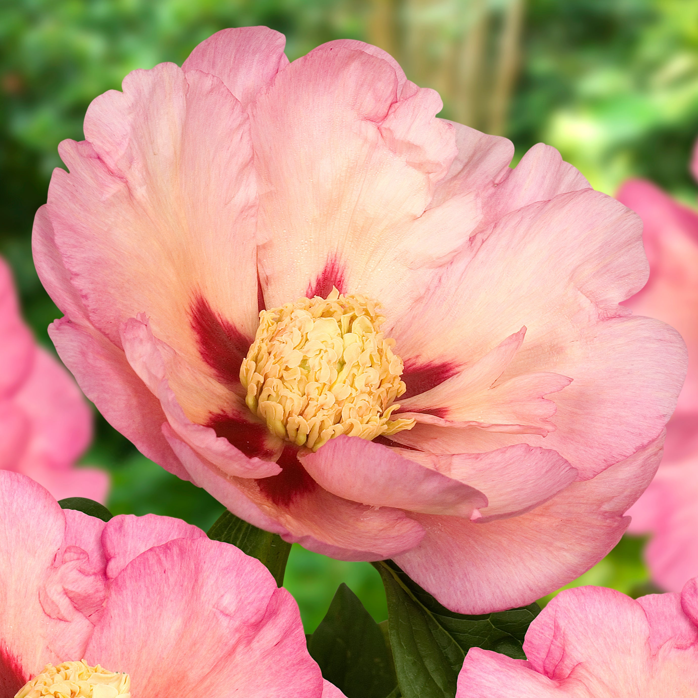 Itoh Peony 'Pastel Splendor'