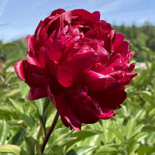 Preorder Peony 'Red Magic' | MARCH PICKUP ONLY!