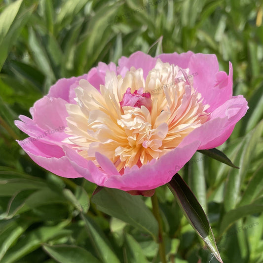 Preorder Peony 'Sorbet' | MARCH PICKUP ONLY!